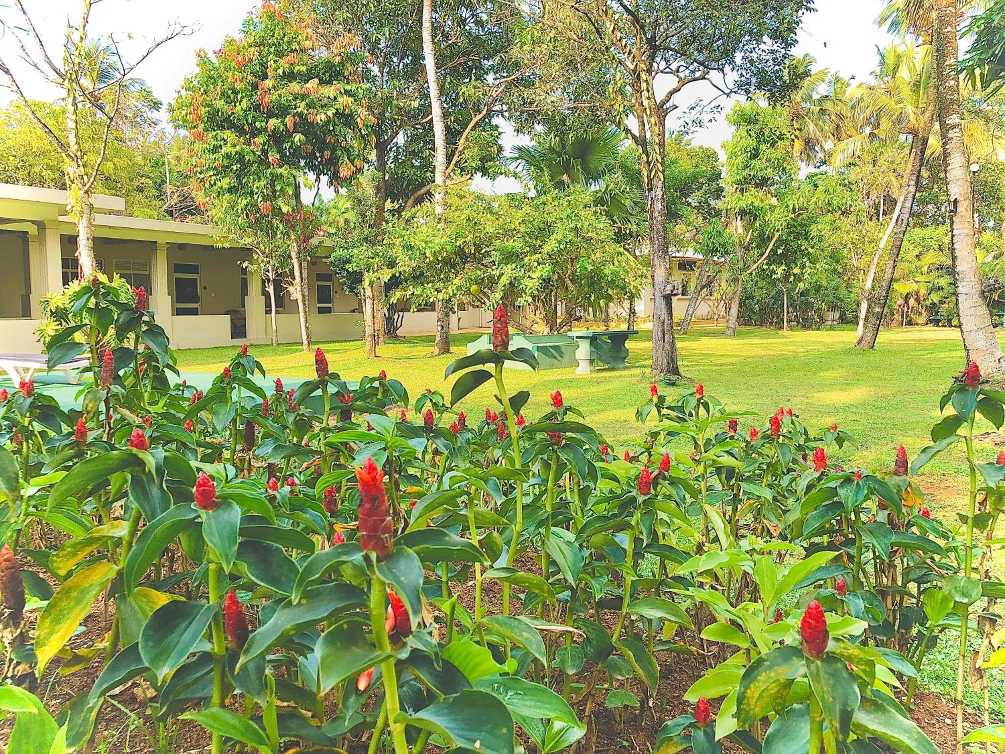 Paradise Garden Beruwala Zewnętrze zdjęcie